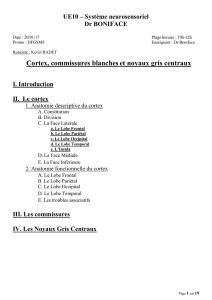 D1-UE10-Boniface-Cortex_Commissures_Noyau_Gris_Centraux