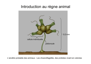 introduction règne animal
