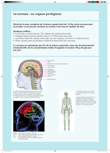 Le cerveau : un organe prodigieux