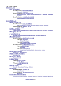 CARYOPHYLLIDAE POLYGONALES POLYGONACEAE Sous