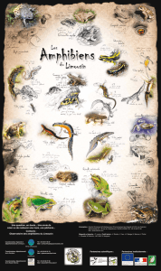 amphibiens du Limousin - Observatoires des Amphibiens en Massif