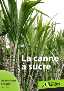 La canne à sucre - jardins de Nantes