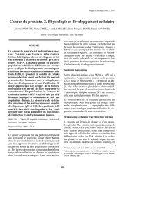 Cancer de prostate. 2. Physiologie et développement