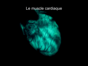 Le muscle cardiaque