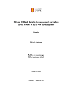 R&ocirc;le de DSCAM dans le d&eacute;veloppement normal