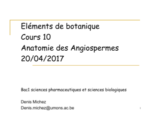 Chapitre 13 – Anatomie des Angiospermes - Moodle