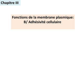 Fonctions de la membrane plasmique: B/ Adhésivité cellulaire