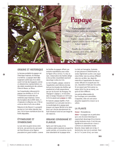 Papaye - Editions Lavoisier