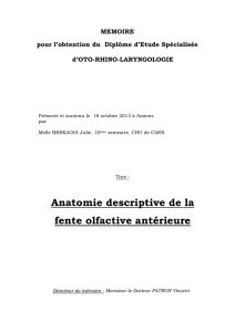 Anatomie Descriptive de la Fente Olfactive Antérieure – Mémoire DES