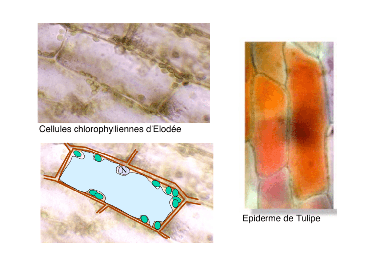 Epiderme De Tulipe Cellules Chlorophylliennes D Elod e