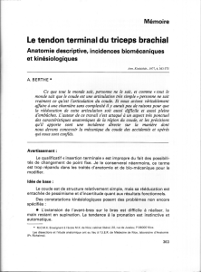 Le tendon terminal du triceps brachial