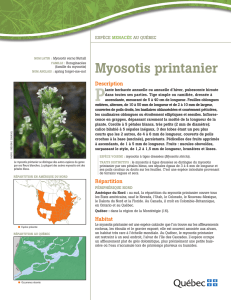 myosotis printanier