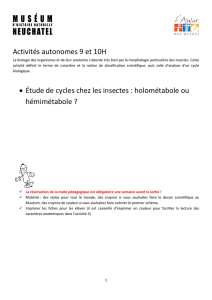Activités autonomes 9 et 10H • Étude de cycles chez les insectes