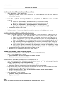 La structure des anticorps