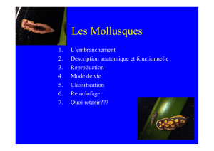 Les Mollusques