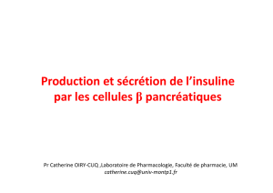 Production et sécrétion de l`insuline par les cellules β pancréatiques