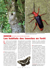 Les habitats des insectes en forêt