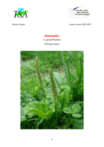 Monographie : Le grand Plantain Plantago major