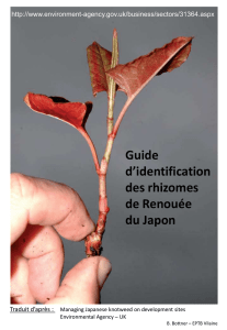 grille d`identification des rhizomes de renouée du japon