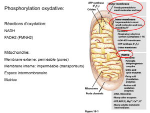 Phosphorylation oxydative