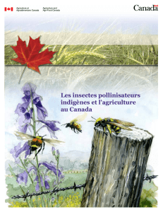 Les insectes pollinisateurs indigènes et l`agriculture - Agri
