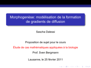 Morphogenèse: modélisation de la formation de gradients de diffusion