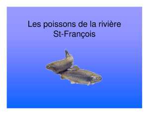 Les poissons de la rivière St-François