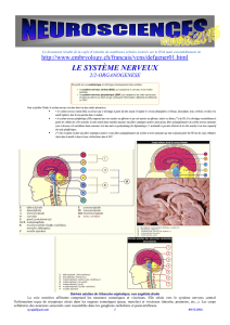 LE SYSTÈME NERVEUX CENTRAL 2 - Neur-one