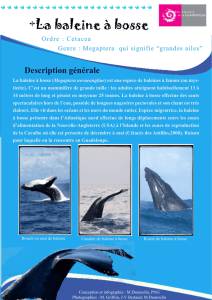 +La baleine à bosse - Parc national de la Guadeloupe