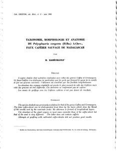 Taxonomie, morphologie et anatomie du Polysphaeria congesta (H