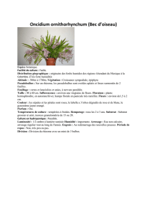 Oncidium ornithorhynchum (Bec d`oiseau)