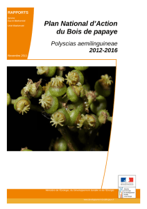 PNA Bois de papaye Polyscias aemiliguineae