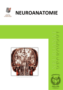 Neuroanatomie - Laboratoire d`Anatomie