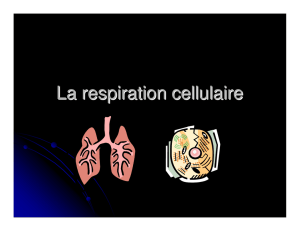 La respiration cellulaire