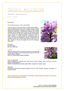 Orchis Militaire