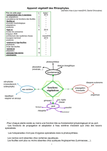 Appareil végétatif des Rhizophytes. - Plantouz