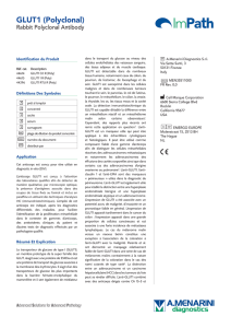 GLUT1 (Polyclonal) - Menarini Diagnostics