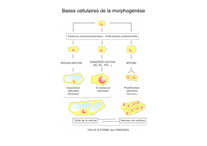 Bases cellulaires de la morphogénèse