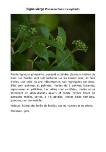 Vigne-vierge Parthenocissus tricuspidata Plante ligneuse grimpante