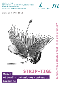 strip-tige - Canton de Vaud