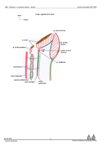 Mb2 anatomie le membre inferieur bonnel