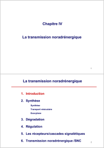 La transmission noradrénergique Chapitre IV La transmission