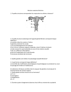 Révision anatomie féminine 1. À quelles structures correspondent