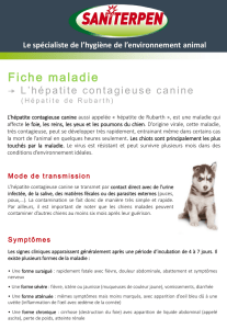 hépatite canine contagieuse