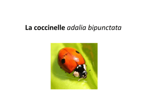 La coccinelle adalia bipunctata