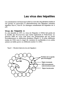 Les virus des hépatites