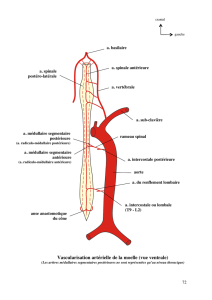 Vascularisation artérielle de la moelle (vue ventrale)