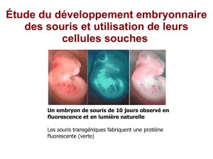 Étude du développement embryonnaire des souris et utilisation de