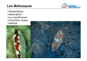 Les Mollusques – Bivalves