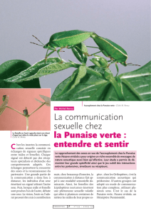 La communication sexuelle chez la Punaise verte